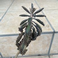 不死鳥,多肉植物,多肉女子の画像