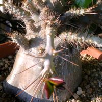 パキポディウム・グラキリス,パキポディウム サンデルシー,パキポディウム サンデルシー,パキポディウム属の画像