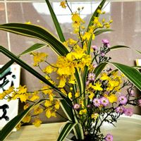 イチゴ,オンシジウム,オンシジウム,柿,キムチ鍋☆の画像