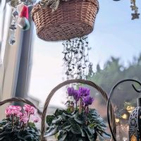 シクラメン,プリムラ,ユーカリ,ガーデンシクラメン,三日月ネックレスの画像