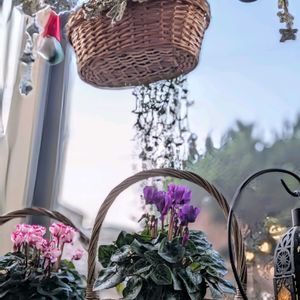 シクラメン,プリムラ,ユーカリ,ガーデンシクラメン,三日月ネックレスの画像