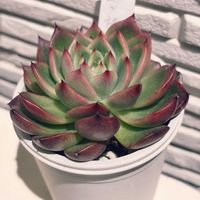 相府連×桃太郎,多肉のある暮らし,防寒対策,もらいもの,多肉の土の画像