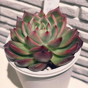 相府連×桃太郎,多肉のある暮らし,防寒対策,もらいもの,多肉の土の画像