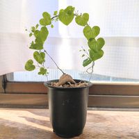 亀甲竜,観葉植物のある暮らし,植物に感謝♪,その他部屋の画像