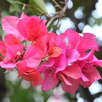 ブーゲンビリアの画像