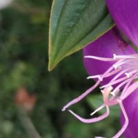 シコンノボタン,大好きな花,シルエット❤︎,風の中,ヒカリの画像