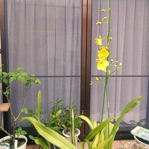 オンシジウム,オンシジウム,２年前のオンシジウム✨,今現在の状態✨,今日のお花の画像