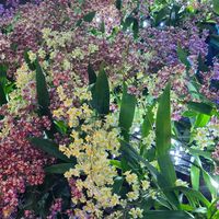 オンシジウム,ユリ,オンシジューム,オンシジウム シャーリーベイビー,鳥取花回廊の画像