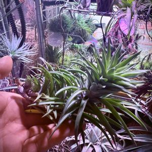 エアプランツ,チランジア属,ブロメリア科,ビザールプランツ,エアープランツ/チランジアの画像