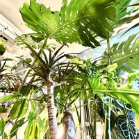 アンスリウム,ストレリチア,ドラセナ,モンステラ,エバーフレッシュの画像