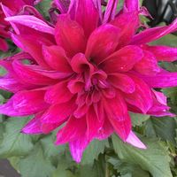 スカビオサ,ダリア,バラ,ユーフォルビア「シラユキヒメ」,石の出目金ちゃんの画像