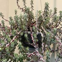 ポーチュラカ,ポーチュラカ ウェルデルマニー,ポーチュラカ ウェルデルマニー,多肉植物,緑のある暮らしの画像