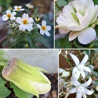 サルメントーサ,ウィンターコスモス,ミニバラ　グリーンアイス,ｳｨﾝﾀｰｺｽﾓｽ,ｻｻﾞﾝｶの画像