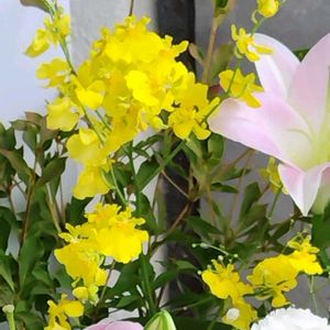 オンシジウム,オンシジウム,かわいい花,大好きな花,切り花を楽しむの画像