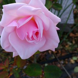 アイスバーグ,オフェリア,ファンタジア,マダムバタフライ,水曜ローズショーの画像