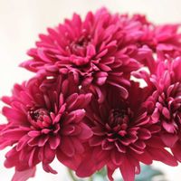 キク,きく  菊,花のある暮らし,グリーン！グリーン！グリーン！,NO GREEN  NO LIFEの画像