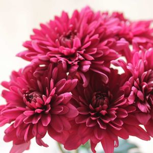 キク,きく  菊,花のある暮らし,グリーン！グリーン！グリーン！,NO GREEN  NO LIFEの画像