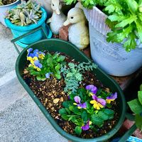 ビオラ,シルバーレースの画像