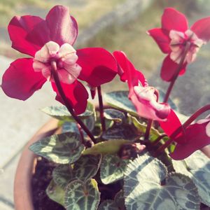 シクラメン ジックス,かわいい,ガーデニング,ナチュラルガーデン,癒しの画像