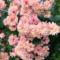 クリスマスローズ,ナデシコ,クリサンセマム,ガーデニング,花のある暮らしの画像