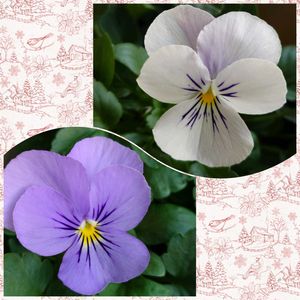 ビオラ,ビオラ　ソルベYTT,ベランダガーデニング,青い花マニア,色が変わるの画像