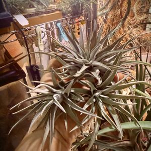 エアプランツ,チランジア属,ブロメリア科,植物のある暮らし,ビザールプランツの画像