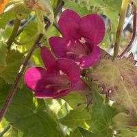 アサリナ,ヒイラギ,お出かけ先の画像