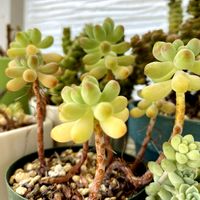 セダム・乙女心,多肉植物,癒しのひと時,北国,元気になれるね♡の画像