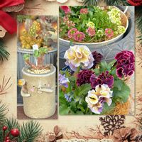 アリッサム,カンテ,パンジー　ドラキュラ,セダム 花火,多肉植物の画像