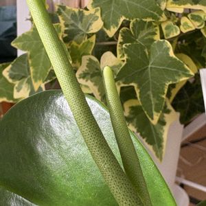 ぺぺロミア,多肉植物,観葉植物,100均,店内ディスプレイの画像