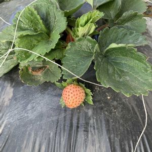 イチゴ,イチゴの花,いちご,いちごの花,はたけの画像