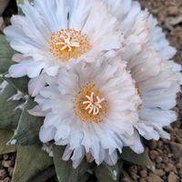 サボテンの花の画像