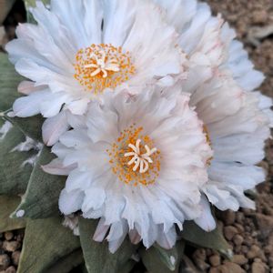 サボテンの花の画像