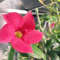 マンデビラ,冬越し,室内管理の画像