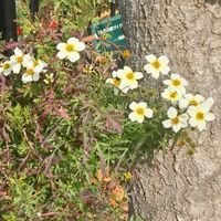 ウインターコスモスの画像