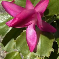 シャコバサボテン,鉢植えの画像