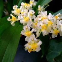 オンシジューム,オンシジューム　トゥインクル,オンシジューム　トゥインクル,オンシジューム ケイロフォルム,オンシジューム　ケイロホルムの画像