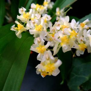 オンシジューム,オンシジューム　トゥインクル,オンシジューム　トゥインクル,オンシジューム ケイロフォルム,オンシジューム　ケイロホルムの画像