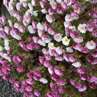 カルーナ,コギク,常緑低木,花木,多年草の画像