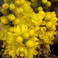 セイタカアワダチソウ,ヒイラギナンテン,ビタミンカラー,元気色,黄色の花の画像