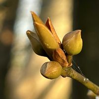 ガマズミ,ロウバイ,クロモジ,花芽！,黒文字（クロモジ）の画像