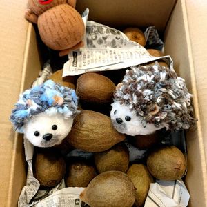 キウイ,チョンボ,ドライアガベ,多肉植物,多肉大好きの画像