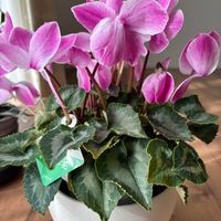 シクラメン,ストック,ビオラ,ビオラ,ちりめん葉牡丹の画像