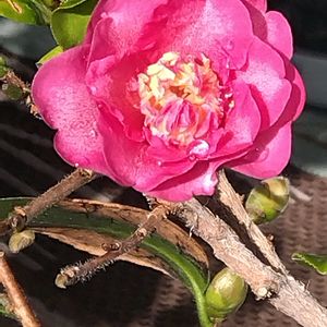 サザンカ,ナデシコ,サンパラソル,赤い花,ベランダガーデンの画像