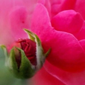 バラ,ミニバラ,ミニバラ・グリーンアイス,アンジェラ,ミニバラ　グリーンアイスの画像