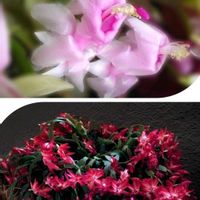 オヤマボクチ,オヤマボクチ,サボテン,シャコバサボテン,シャコバサボテンの画像