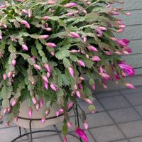 シクラメン,シャコバサボテン,パンジー,エリゲロン,お月様。の画像