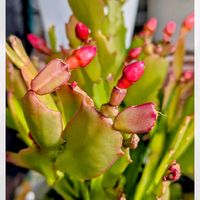 鉢植え,頂き物,今日のお花❣️,有り難う‼️,世界の平和を願うの画像