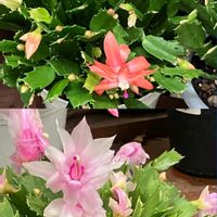 シャコバサボテン,シャコバサボテン,シロダモ,シロダモ,ニシキギの画像