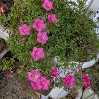 オキザリス　桃の輝き,寄せ植え,多肉植物,リメ缶,多肉寄せ植えの画像